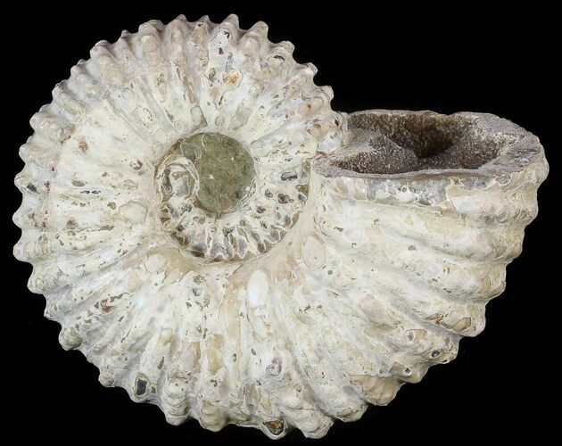 Bumpy Douvilleiceras Ammonite - Madagascar #53313